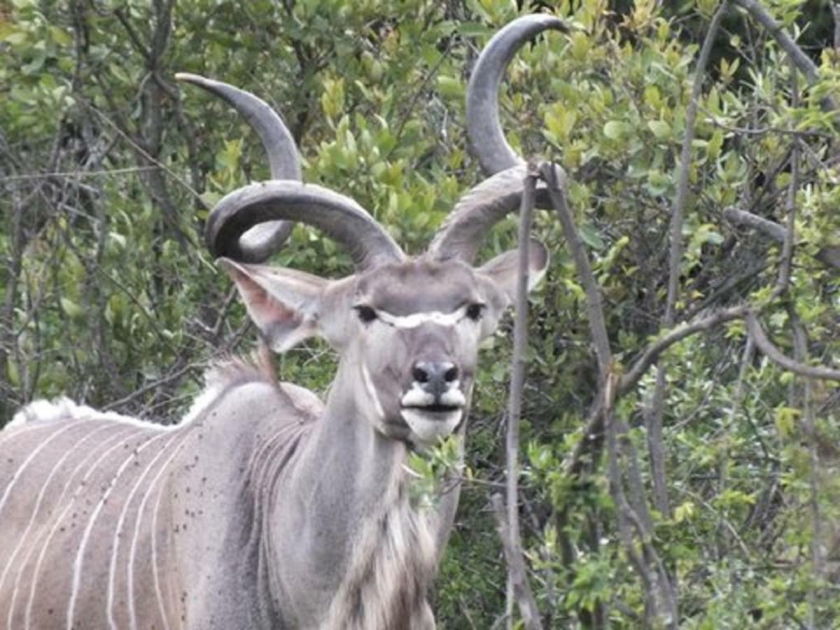Bed and Breakfast Olive Tree Farm Magaliesburg Esterno foto
