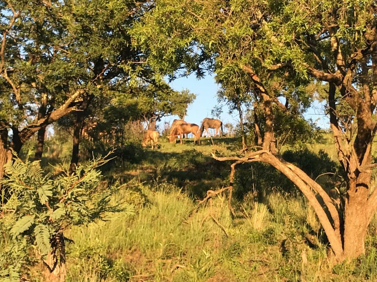 Bed and Breakfast Olive Tree Farm Magaliesburg Esterno foto