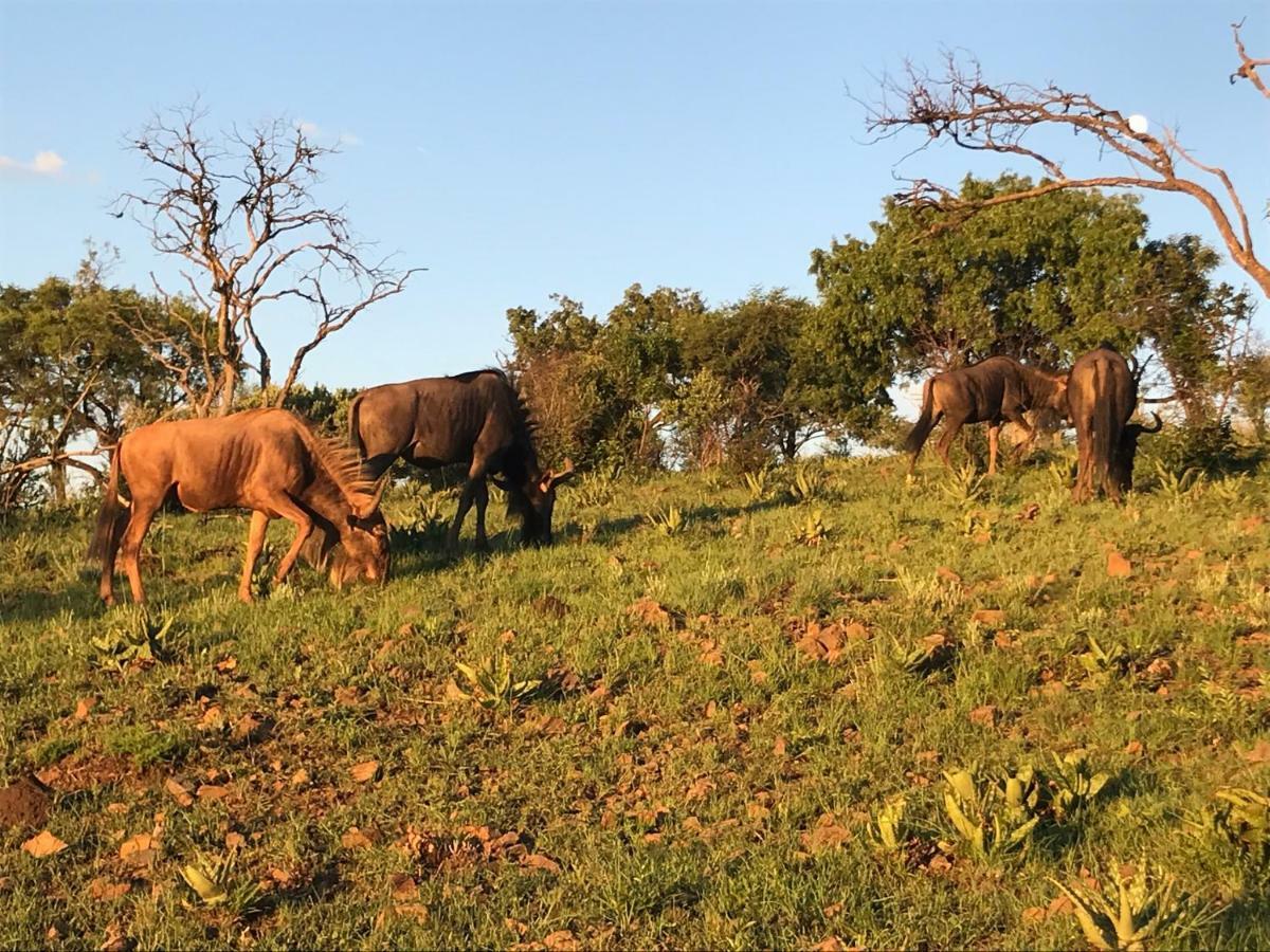 Bed and Breakfast Olive Tree Farm Magaliesburg Esterno foto