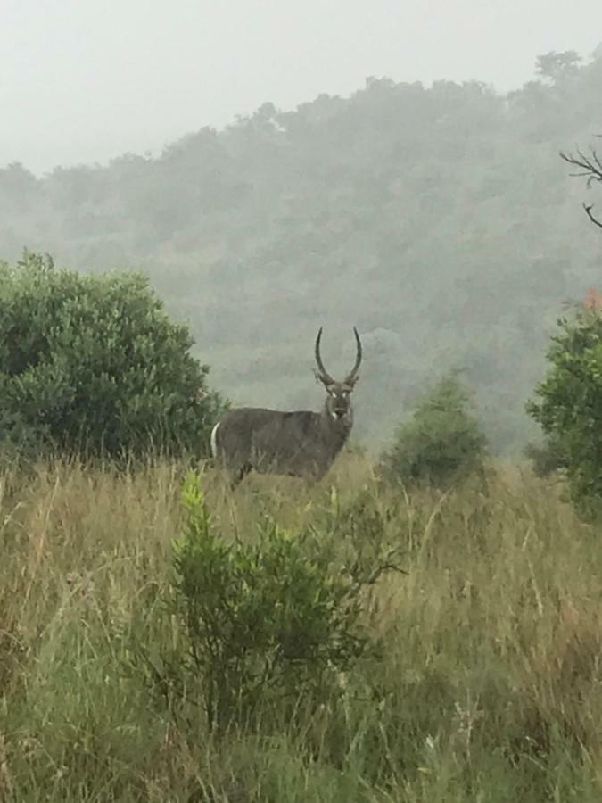 Bed and Breakfast Olive Tree Farm Magaliesburg Esterno foto